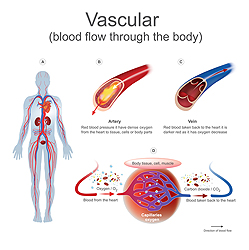 Terapia vascular física
